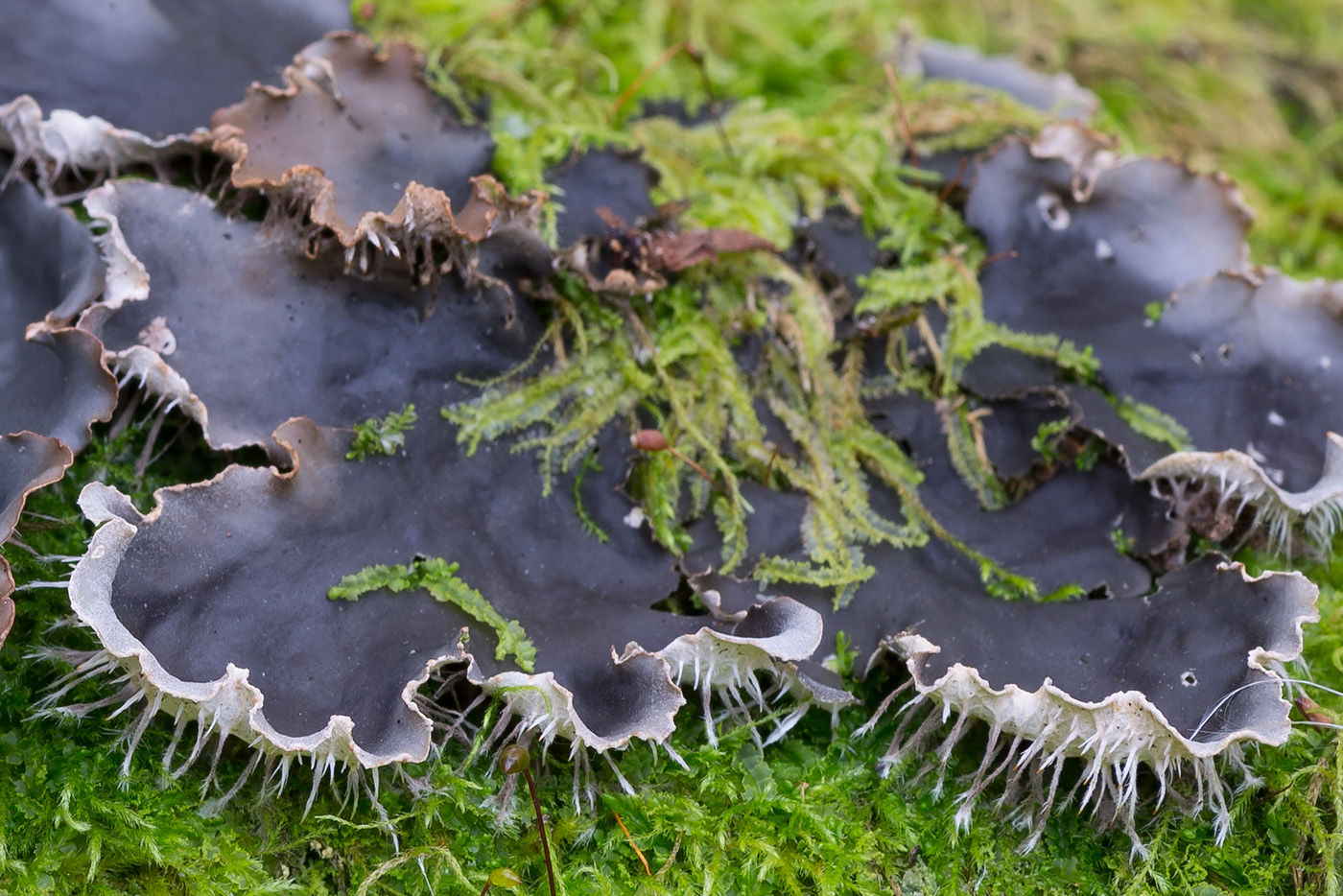 Представитель Семейства Peltigeraceae
